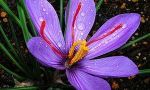 藏红花的功效,这种药物能够解郁安神