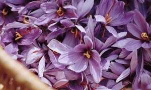 藏红花功效竟然这么多?你太小看它了