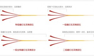 正宗的伊朗藏红花等级划分标准,一级藏红花和特级有什么区别