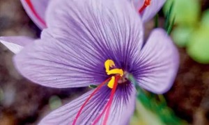 神秘的「藏红花」你真的了解吗,带你了解伊朗藏红花!!