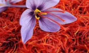 藏红花长什么样子？给你看它的图片以及藏红花产地排名介绍